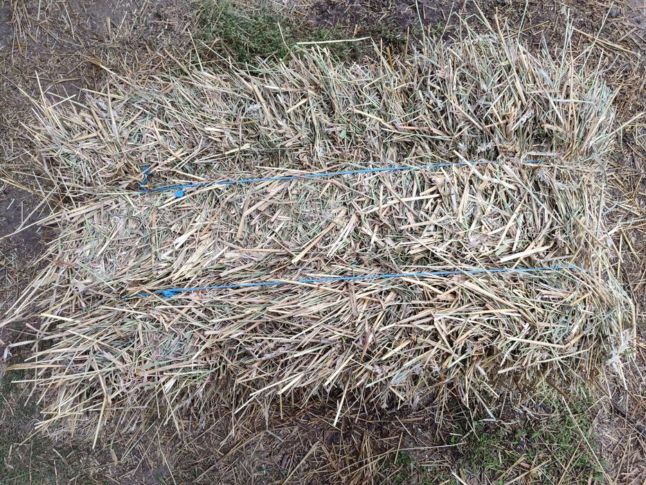 Продам тюки ПШЕНИЧНОЇ СОЛОМИ, майже як сіно