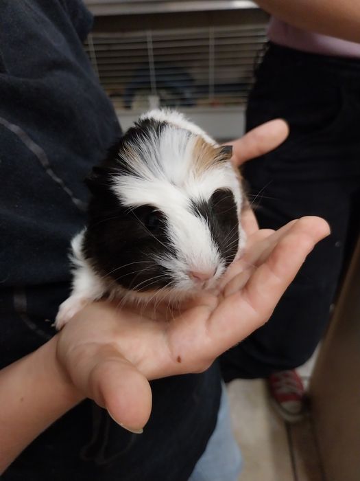 Świnka morska, cavia domowa, samiczka ur.02.07.25