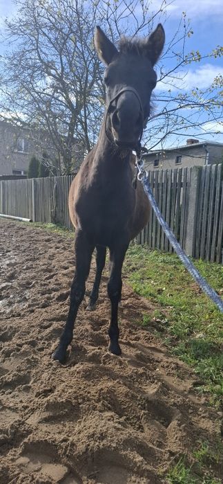 Klaczka Nutella po Donutello od Narwa