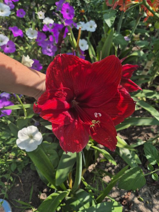 Продам амариллис