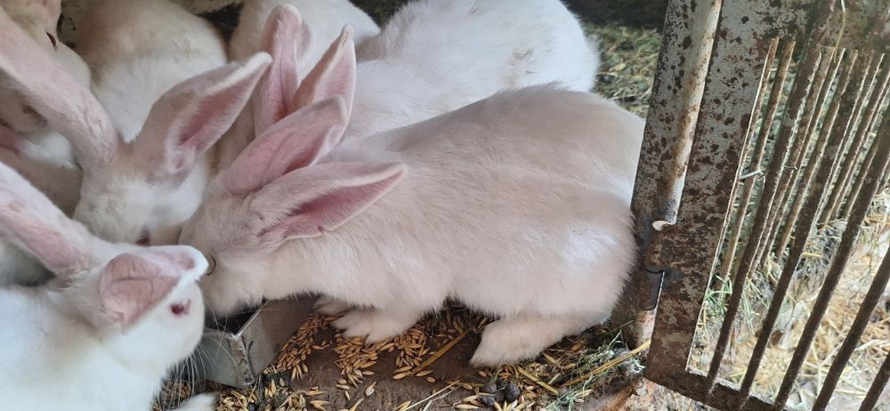 Króliki samce samice termondzkie, mięsne