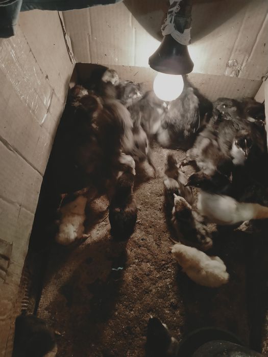 Продам подброшенный ціплята Джерсіский гігант