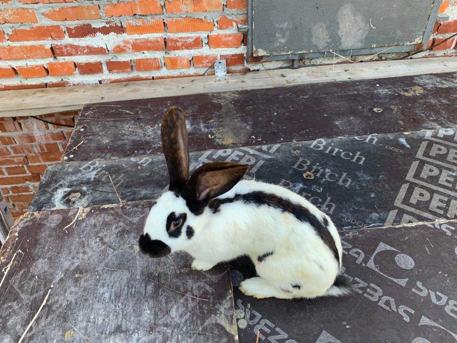 Продам,кролі строкачі