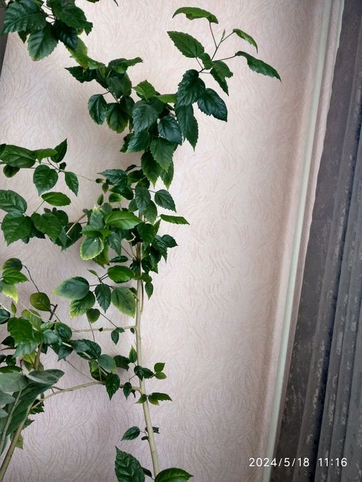 Троянда, китайська троянда, вазон, дерево.Привезу!!!