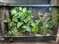 Terrarium 80x40x50