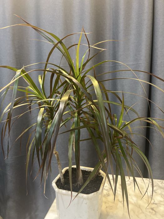 Пальма Дроцена 3 шт