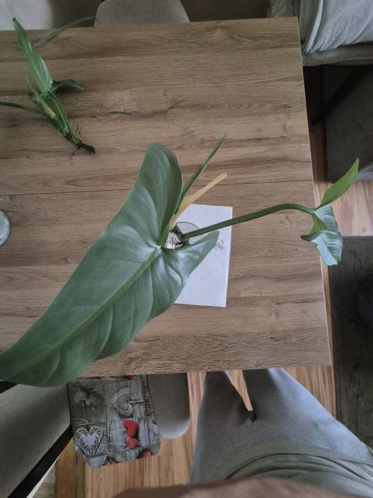 Philodendron silver ukorzenione odnóżki