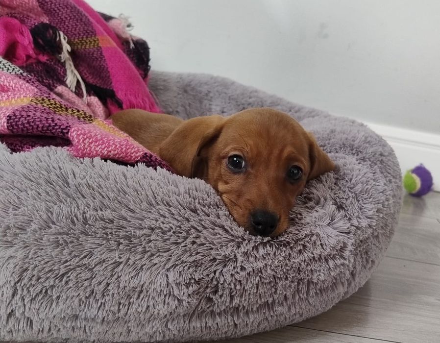 Śliczny Rudy jamniczek