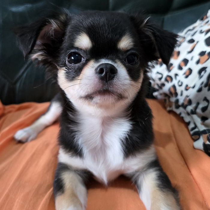 Chihuahua Macho, Cor Preto afogueado. Pêlo comprido. Pedigree.