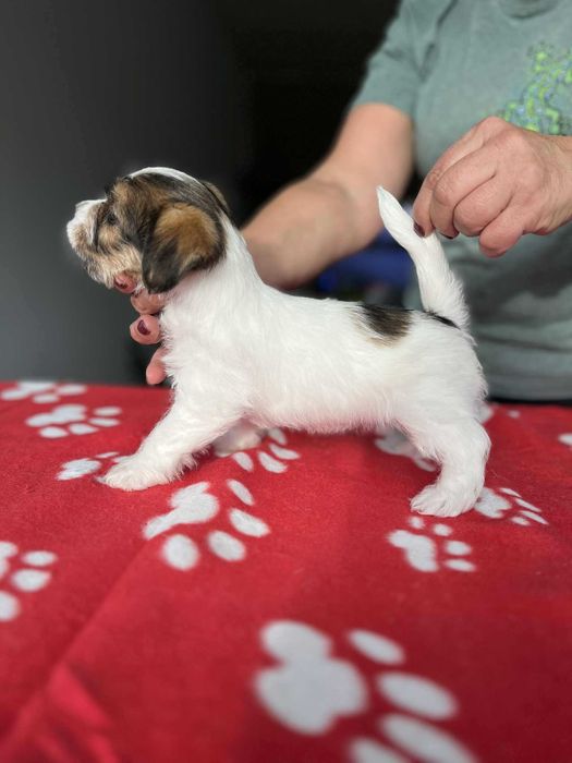 Jack Russell Terrier- suczka ZKwP FCI