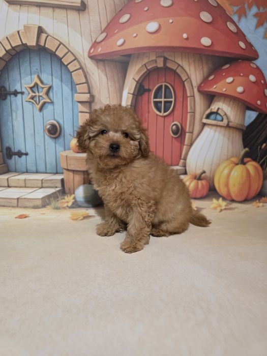 Pudel toy uroczy piesek