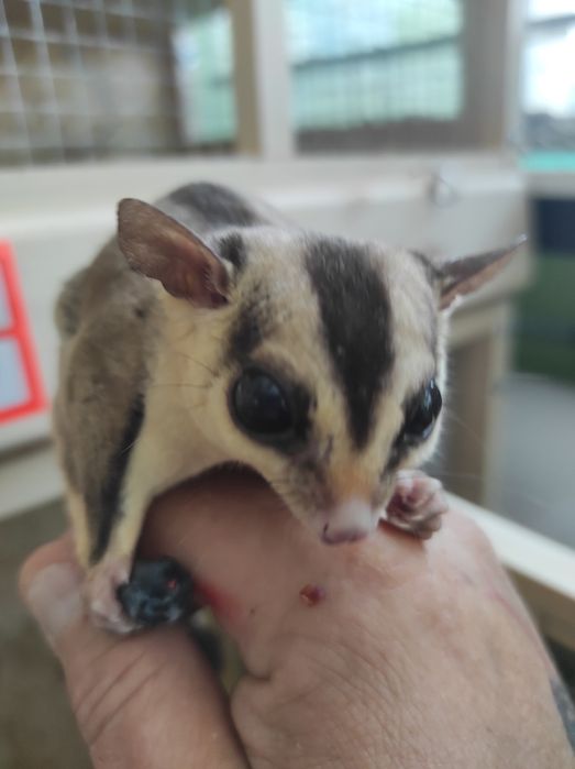 Lotopałanka karłowata