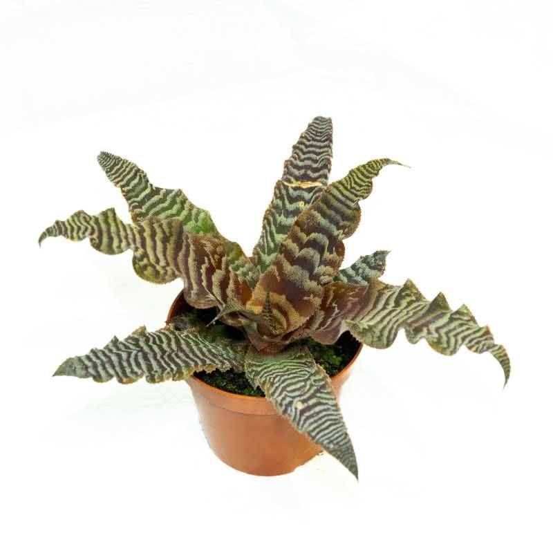 Plantas para terrário | Ficus Solanum Pellionia Labisia Cryptanthus