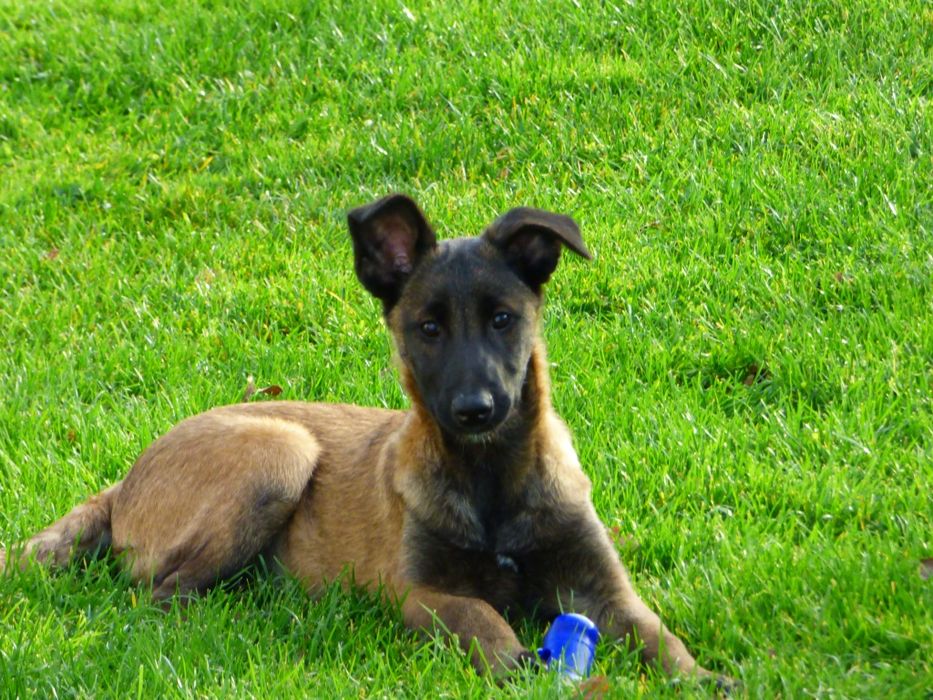 Owczarek belgijski malinois suczka