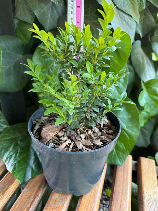 Самшит вечнозелёный.