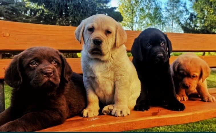 Rodowodowe Szczenięta Labrador Retriever z Rodowodem SWKiPR