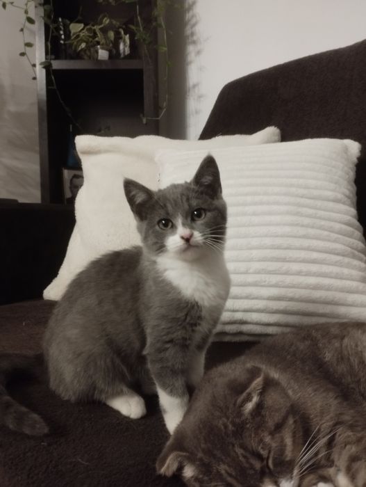 Кошеня, дівчинка