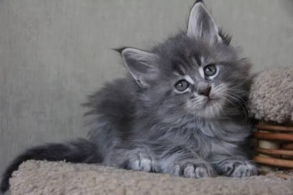 Метис мейн куна з сибірським хлопчик