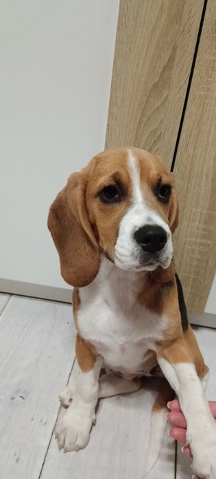 Чистокровний Бігль