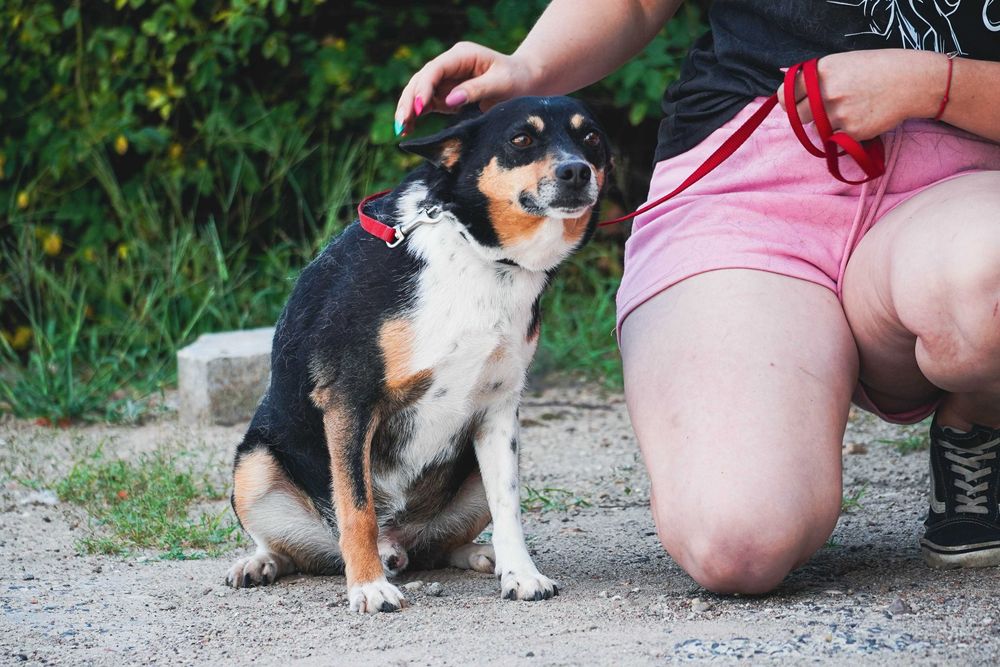 Fiber - uroczy piesek szuka domu