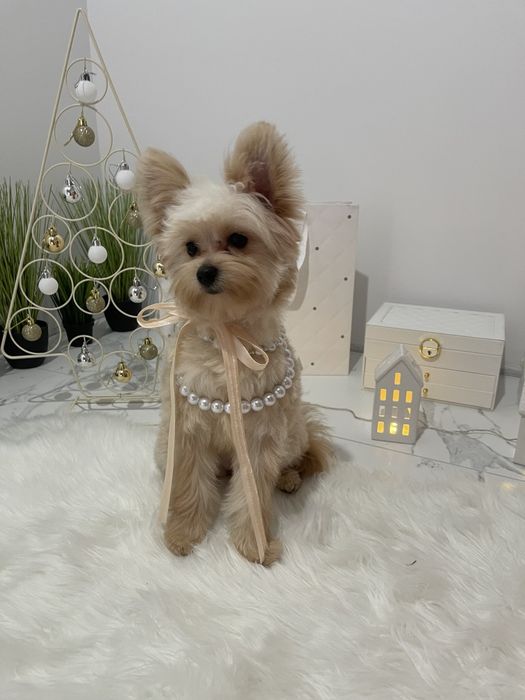 Помапу — Доставка 1-2 дні  вже скоро у вас