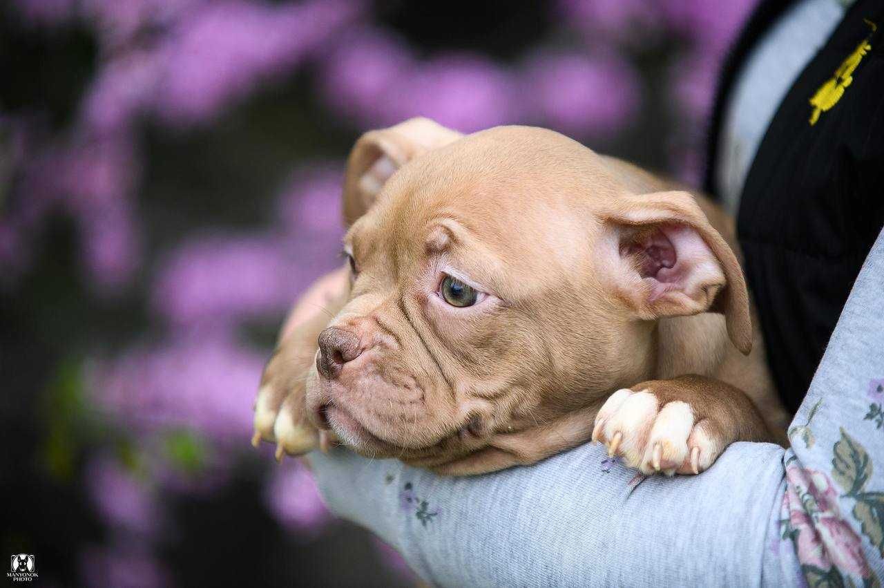 Шоколадная девочка American Bully Pocket