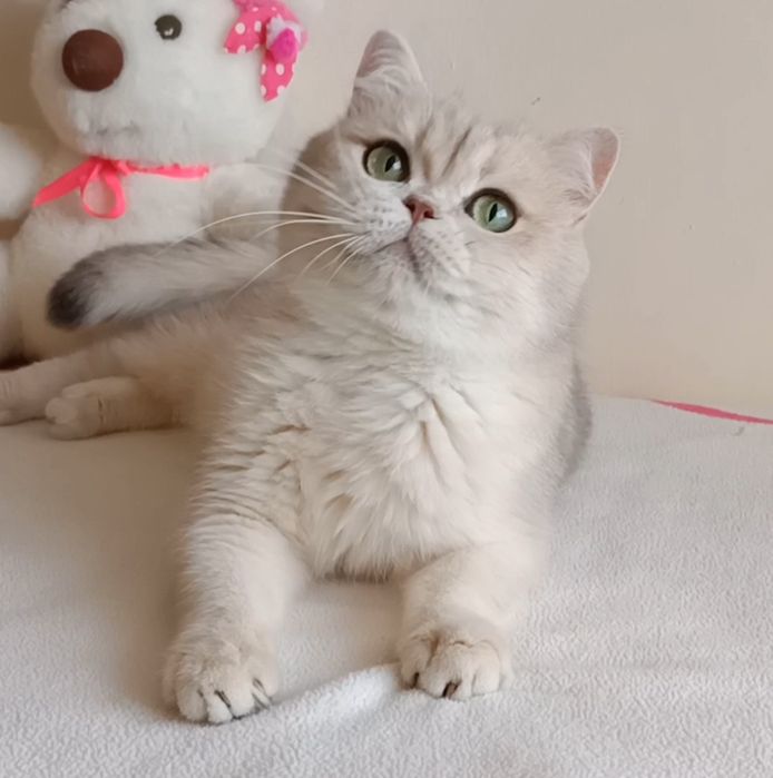 Золотая шиншилла, британская кошечка.