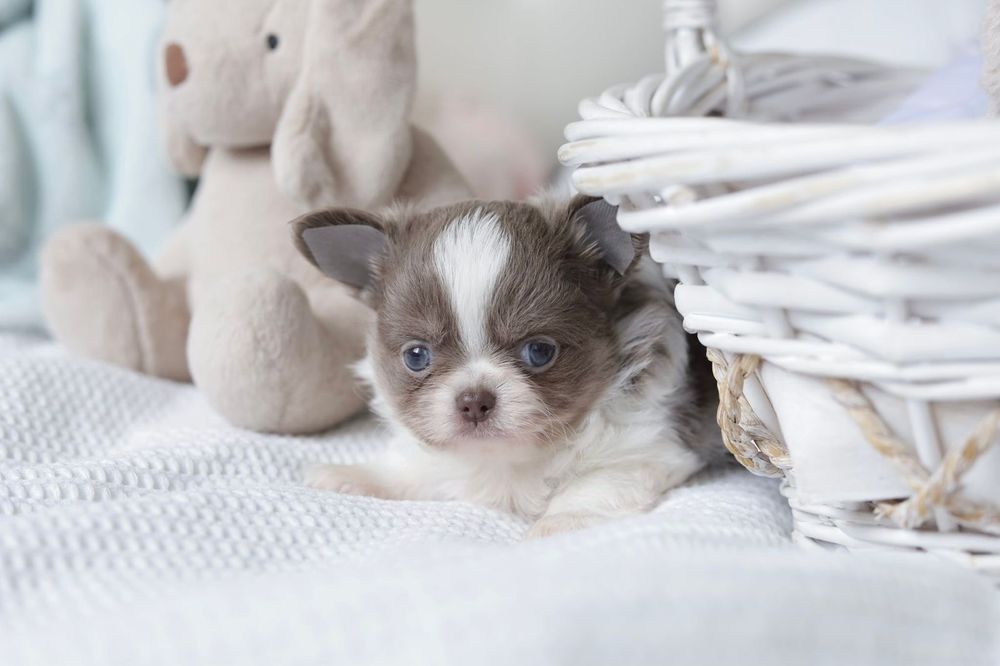 Xxxs chihuahua FCI chłopak