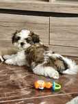 Shih tzu piesek Mentos gotowy na nowy domek.