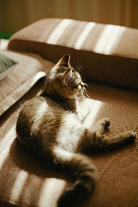 Serviço de PET siiting