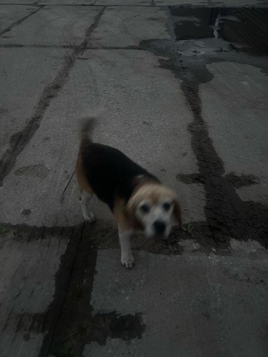 Oddam w dobre ręce Pies Beagle