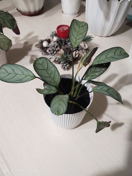 Ктенанта Оппенгейма рослина