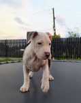Amstaff błękitny merle blue gotowy do nowego domu