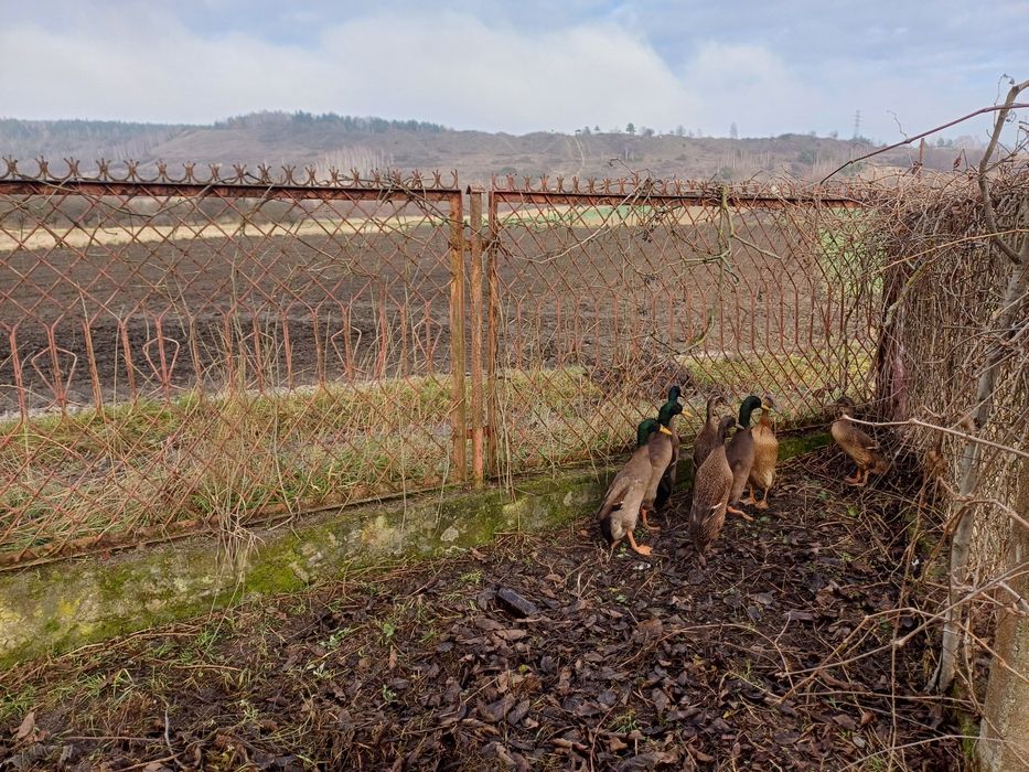 Biegusy kaczki Sprzedam