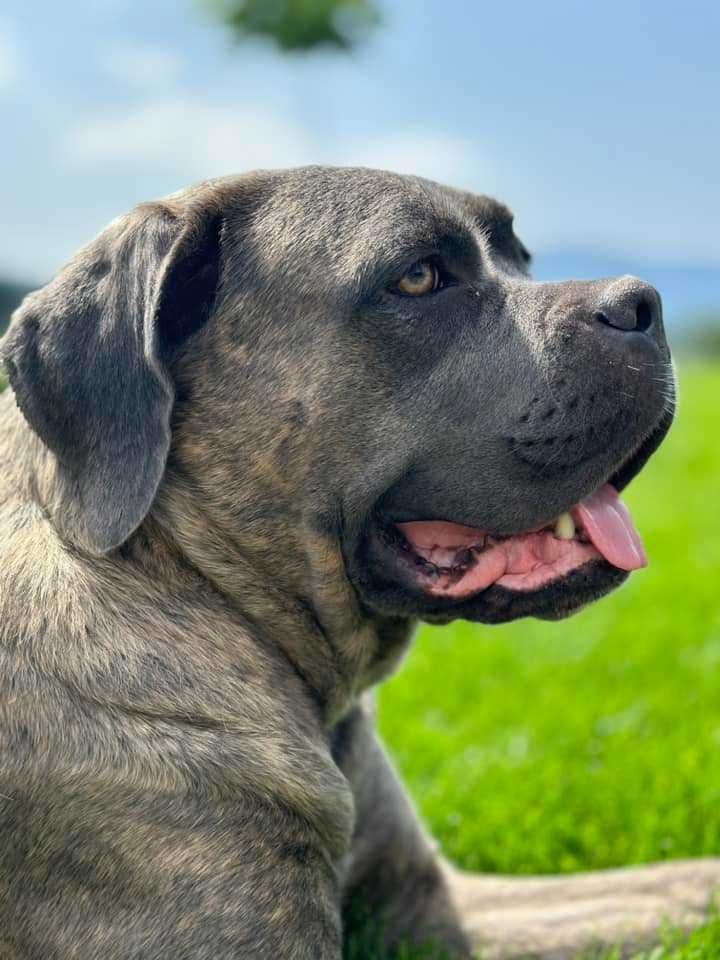 Zapowiedź miotu Cane Corso ZKwP/FCI - koniec czerwca 2025