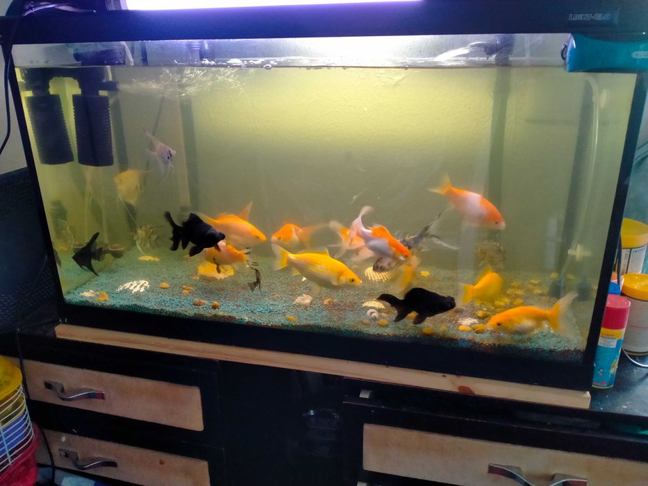 Vendo aquário peixes
