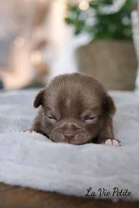 Chihuahua szczeniak czekoladowy piesek