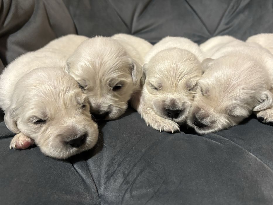 Pies Golden Retriever FCI ZKwP