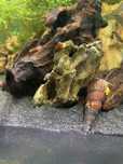 Vendo filhotes de caracois Tylomelania "Laranja"