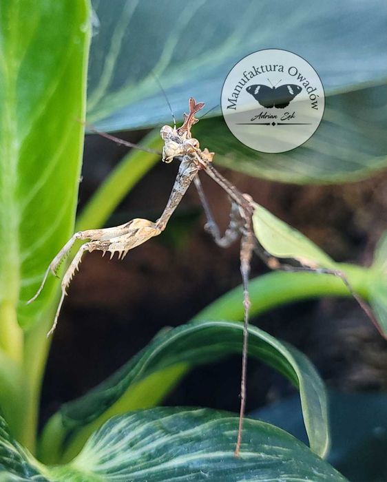 Modliszka Sibylla pretiosa L3/4