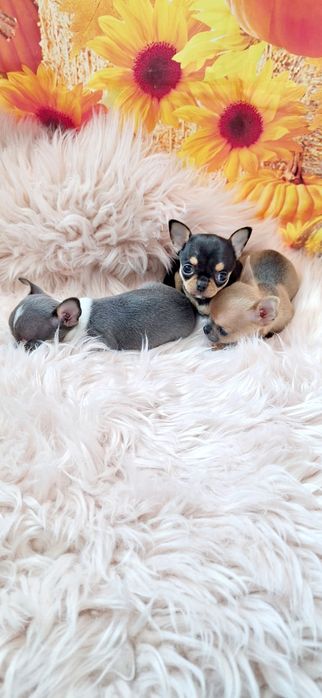 Chihuahua piękna płowa mini sunia