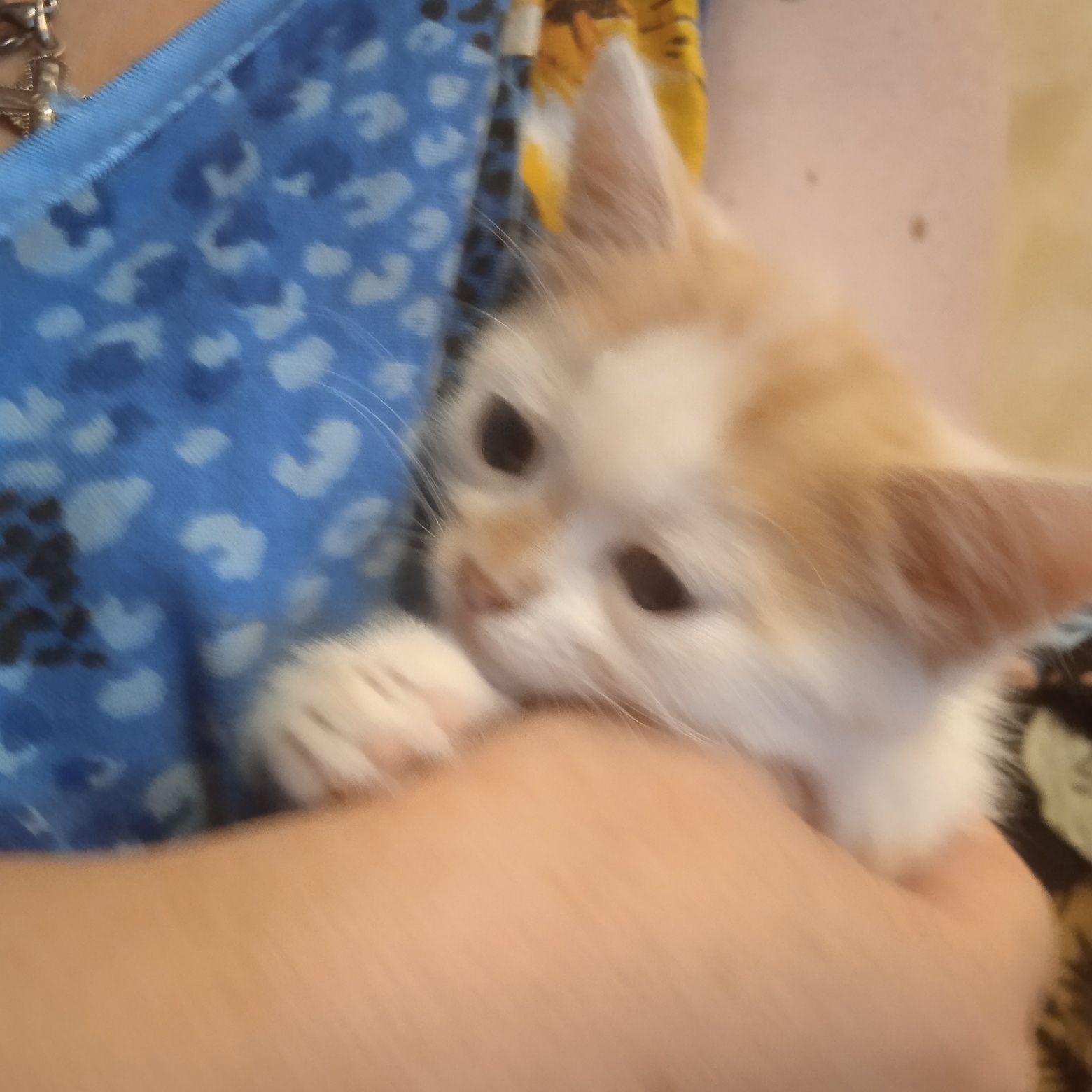 Одам в хорошие руки котенка