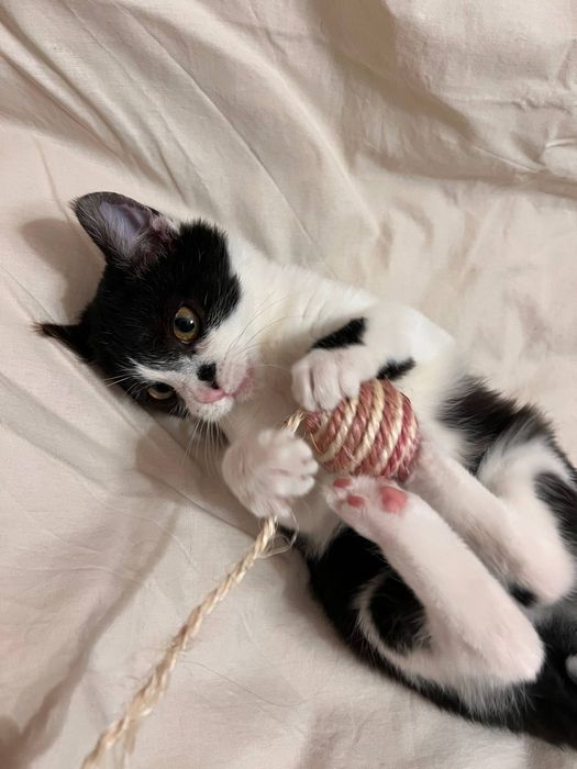 Кошеня хлопчик в добрі руки