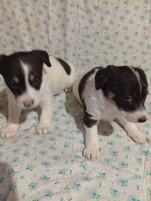 Цуцики Джек Рассел Тер'єр