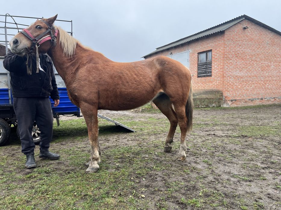 Продам рабочую лошадь