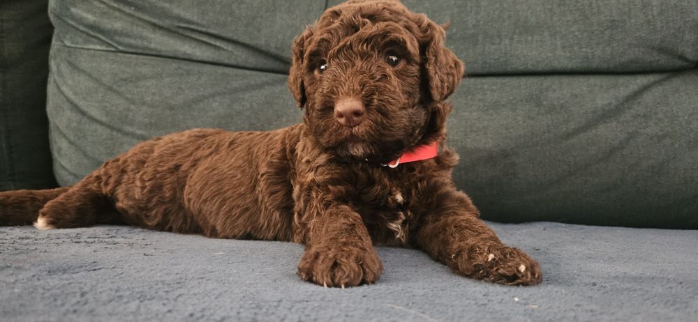 Hiszpanski Pies Dowodny nie Lagotto
