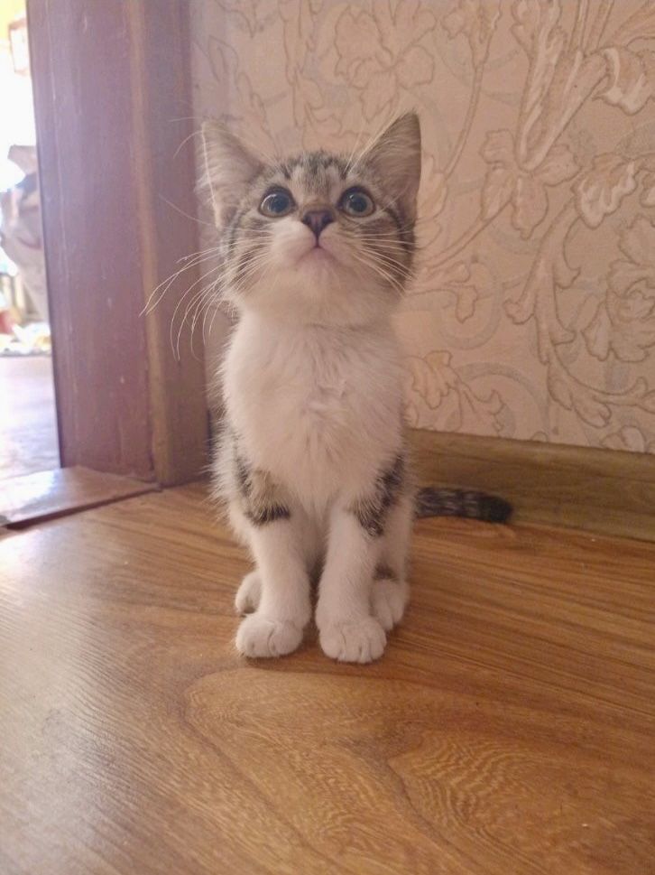 Котёнок девочка полосатый белый серый