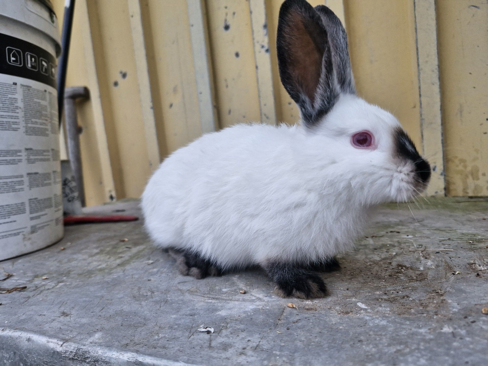 Króliki kalifornijskie, samce samice króle
