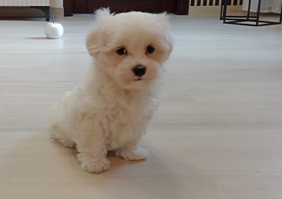 Maltańczyk piękny piesek