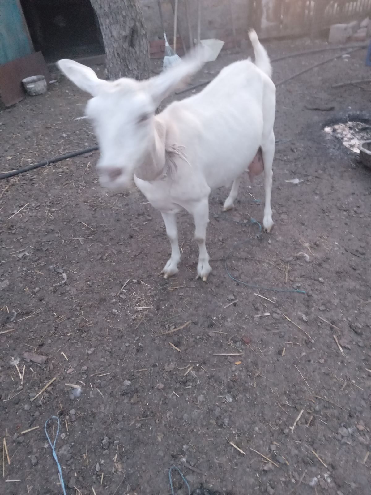 Продам Заанонубійську козу
